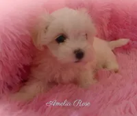 Amelia Rose, a female Maltipoo and Maltese for sale in Chagrin Falls, OH – 2 of 5
