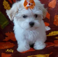 Molly, a female Maltese and Mal Shi for sale in Chagrin Falls, OH – 6 of 8