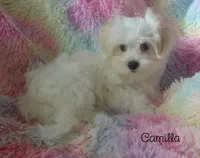 Camilla, a female Maltese and Mal Shi for sale in Chagrin Falls, OH – 3 of 10