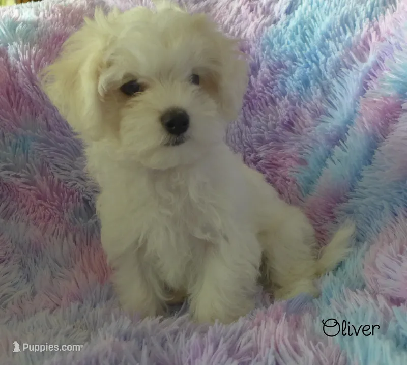 Oliver – Maltipoo, Maltese puppy for sale in Chagrin Falls, OH