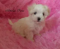Amelia Rose, a female Maltipoo and Maltese for sale in Chagrin Falls, OH – 4 of 5