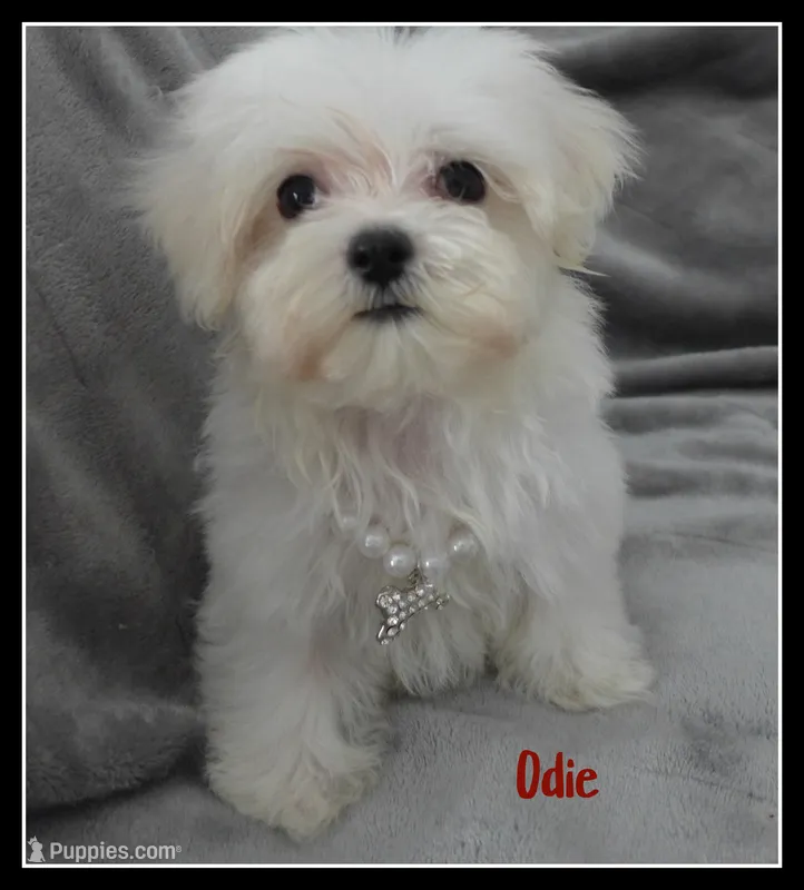 Odie