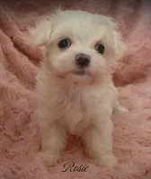 Rosie, a female Mal Shi for sale in Chagrin Falls, OH – Photo 2 of 7