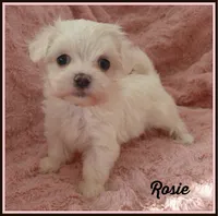Rosie, a female Mal Shi for sale in Chagrin Falls, OH – Photo 3 of 7