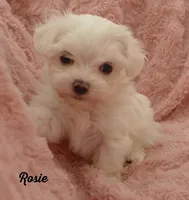 Rosie, a female Mal Shi for sale in Chagrin Falls, OH – Photo 7 of 7