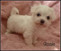 Rosie, a female Mal Shi for sale in Chagrin Falls, OH – Photo 1 of 7