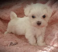 Rosie, a female Mal Shi for sale in Chagrin Falls, OH – Photo 5 of 7