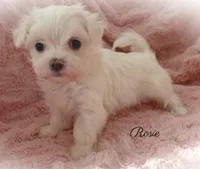 Rosie, a female Mal Shi for sale in Chagrin Falls, OH – Photo 4 of 7