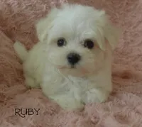 Ruby, a female Maltese for sale in Chagrin Falls, OH – 4 of 5