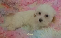 Eden, a female Maltipoo and Maltese for sale in Chagrin Falls, OH – 4 of 6