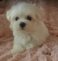 Ruby, a female Maltese for sale in Chagrin Falls, OH – 3 of 5