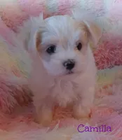 Camilla, a female Mal Shi for sale in Chagrin Falls, OH – 2 of 4