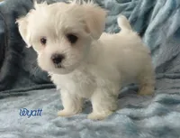 Wyatt, a male Mal Shi for sale in Chagrin Falls, OH – 5 of 6