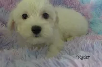 Ryder, a male Maltipoo and Maltese for sale in Chagrin Falls, OH – 6 of 6