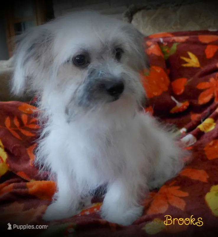 Brooks – Maltese, Mal Shi puppy for sale in Chagrin Falls, OH