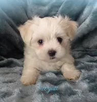 Wyatt, a male Mal Shi for sale in Chagrin Falls, OH – 3 of 6