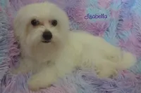 Isabella, a female Maltese and Mal Shi for sale in Chagrin Falls, OH – 5 of 8