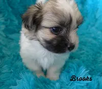 Brooks, a male Maltese and Mal Shi for sale in Chagrin Falls, OH – 5 of 6