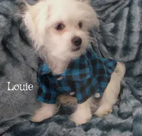Louie, a male Maltese and Mal Shi for sale in Chagrin Falls, OH – 5 of 6