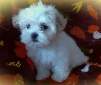 Molly, a female Maltese and Mal Shi for sale in Chagrin Falls, OH – 4 of 8