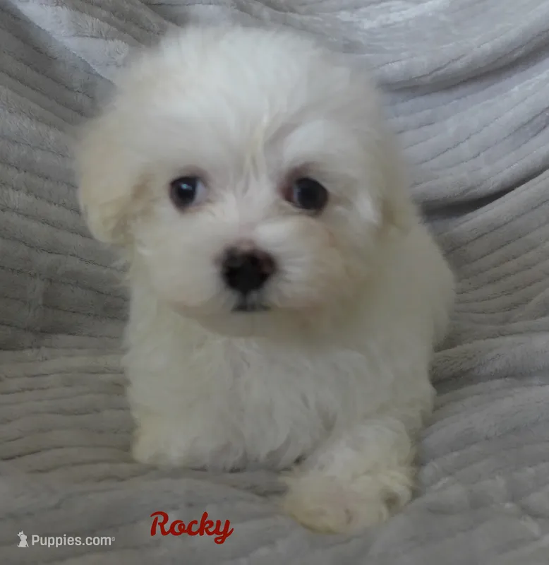 Rocky – Maltese puppy for sale in Chagrin Falls, OH