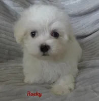 Rocky, a male Maltese for sale in Chagrin Falls, OH – 1 of 5