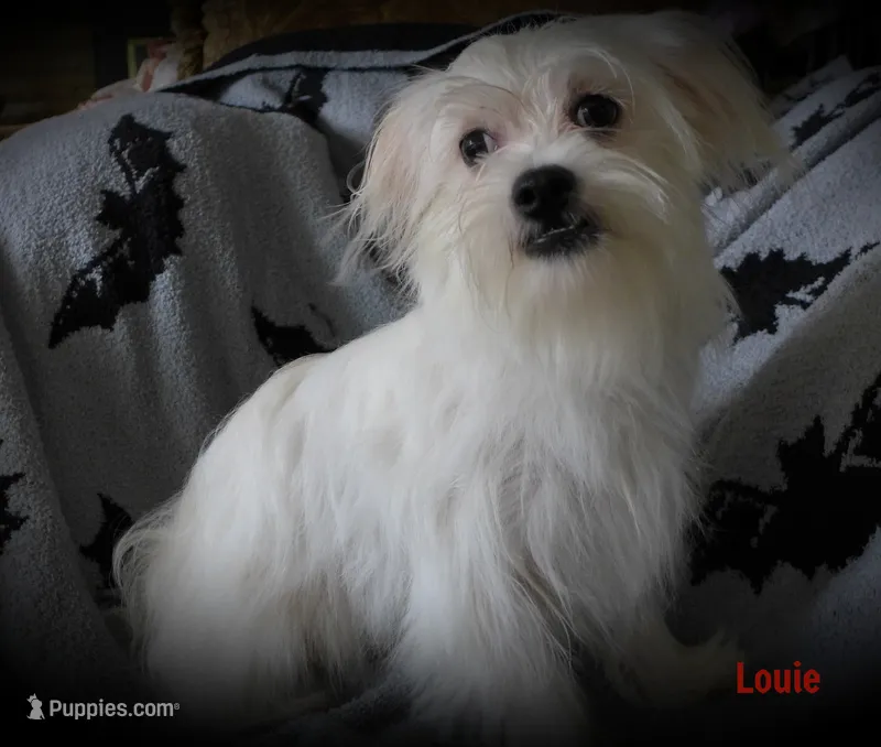 Louie – Maltese, Mal Shi puppy for sale in Chagrin Falls, OH