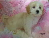 Evelyn, a female Maltipoo and Maltese for sale in Chagrin Falls, OH – 5 of 6