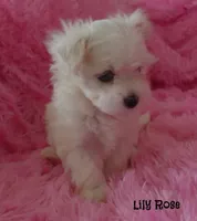 Lily Rose, a female Maltipoo and Maltese for sale in Chagrin Falls, OH – 6 of 7