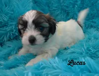 Lucas, a male Maltese and Mal Shi for sale in Chagrin Falls, OH – 4 of 6