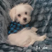 Louie, a male Maltese and Mal Shi for sale in Chagrin Falls, OH – 6 of 6
