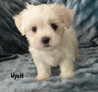 Wyatt, a male Mal Shi for sale in Chagrin Falls, OH – 6 of 6