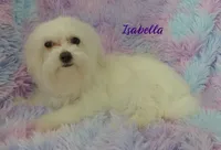 Isabella, a female Maltese and Mal Shi for sale in Chagrin Falls, OH – 3 of 8