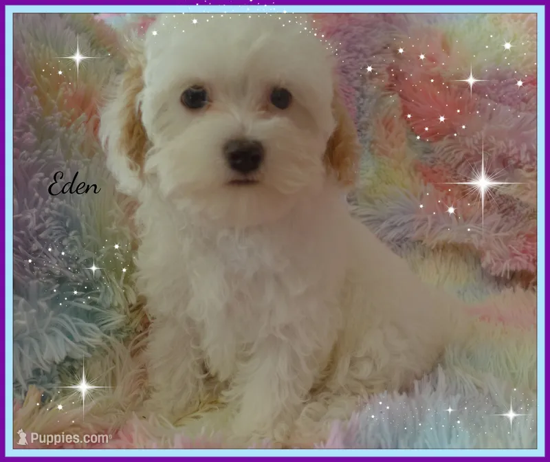 Eden – Maltipoo, Maltese puppy for sale in Chagrin Falls, OH