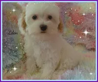 Eden, a female Maltipoo and Maltese for sale in Chagrin Falls, OH – 1 of 6