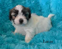 Lucas, a male Maltese and Mal Shi for sale in Chagrin Falls, OH – 2 of 6