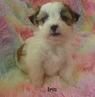 Iris, a female Maltese and Mal Shi for sale in Chagrin Falls, OH – 5 of 7