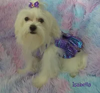 Isabella, a female Maltese and Mal Shi for sale in Chagrin Falls, OH – 4 of 8