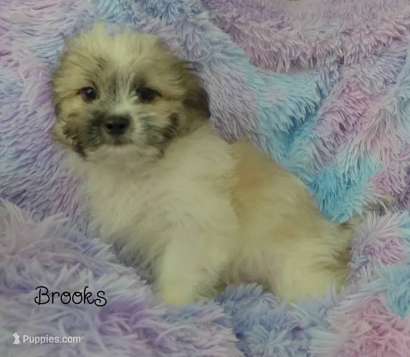 Brooks – Maltese, Mal Shi puppy for sale in Chagrin Falls, OH