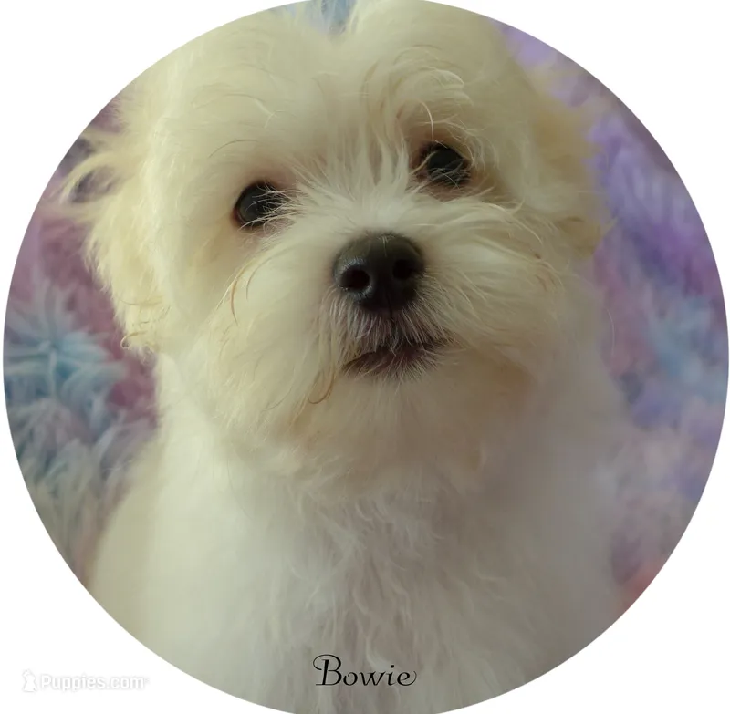 Bowie – Maltese, Mal Shi puppy for sale in Chagrin Falls, OH