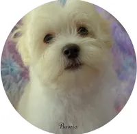 Bowie, a male Maltese and Mal Shi for sale in Chagrin Falls, OH – 6 of 6