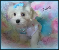 Camilla, a female Maltese and Mal Shi for sale in Chagrin Falls, OH – 10 of 10