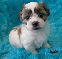 Myles, a male Maltese and Mal Shi for sale in Chagrin Falls, OH – 4 of 5