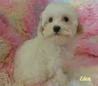Eden, a female Maltipoo and Maltese for sale in Chagrin Falls, OH – 5 of 6