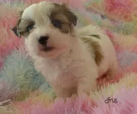 Iris, a female Maltese and Mal Shi for sale in Chagrin Falls, OH – 6 of 7