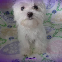 Isabella, a female Mal Shi for sale in Chagrin Falls, OH – Photo 5 of 9