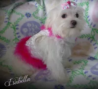 Isabella, a female Mal Shi for sale in Chagrin Falls, OH – Photo 3 of 9