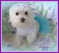 Isabella, a female Mal Shi for sale in Chagrin Falls, OH – Photo 6 of 9