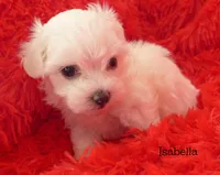 Isabella, a female Mal Shi for sale in Chagrin Falls, OH – Photo 4 of 5