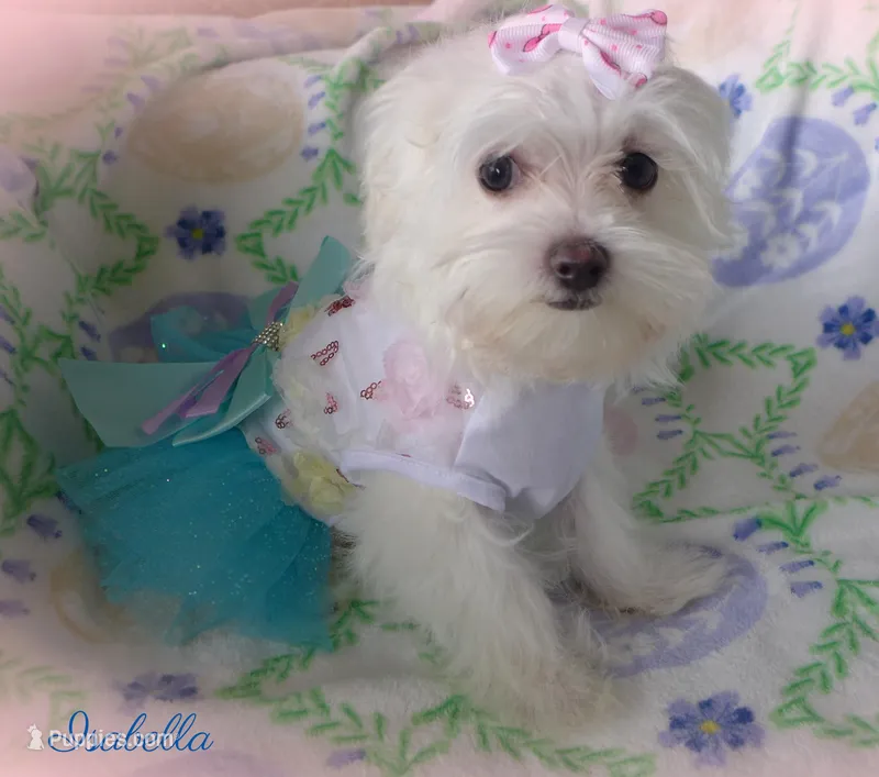 Isabella – Mal Shi puppy for sale in Chagrin Falls, OH